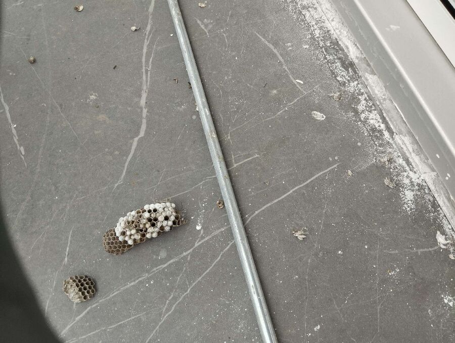  Bienennest entfernen.jpeg