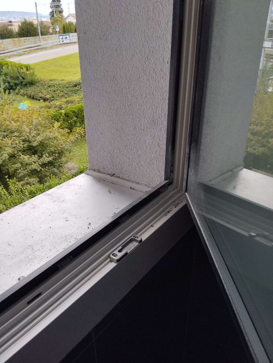  Bienennest entfernen.jpeg