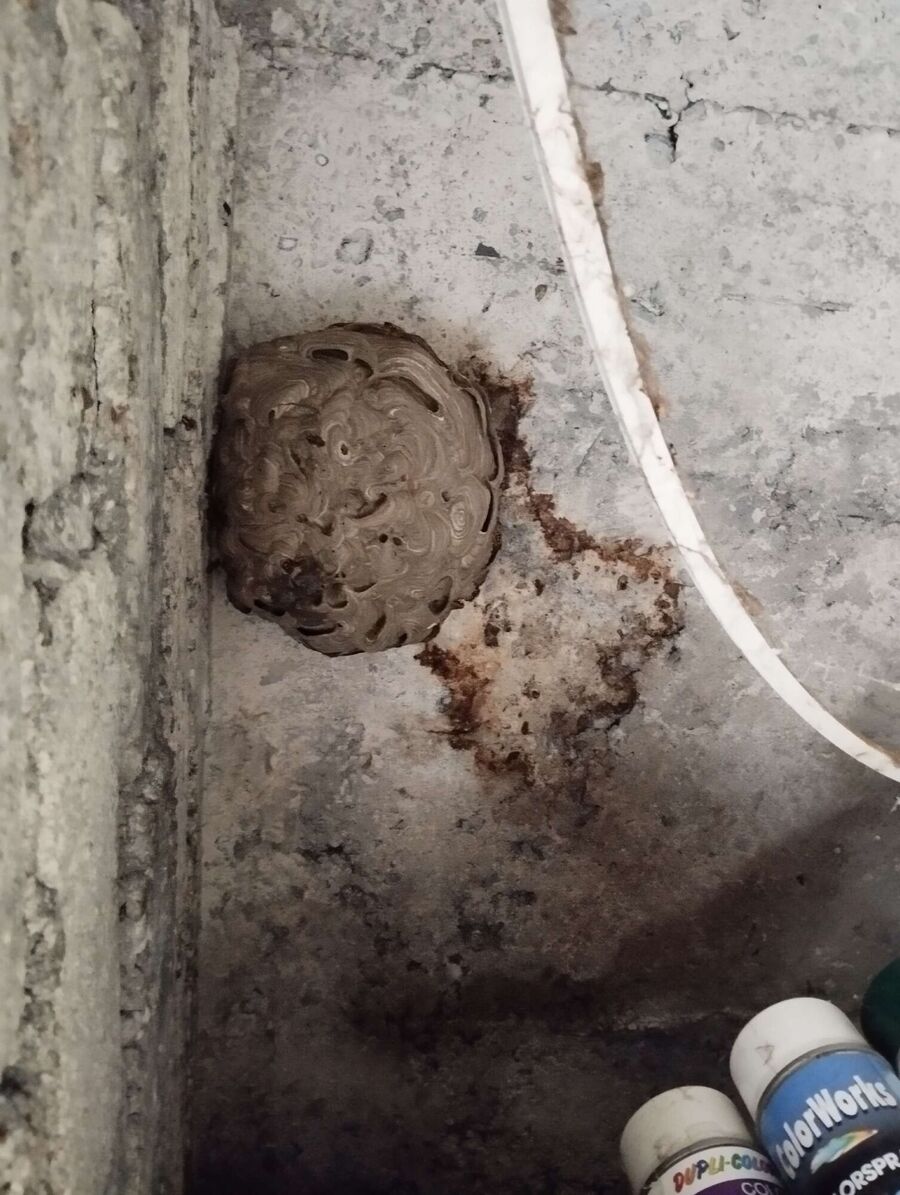  Bienennest entfernen.jpeg