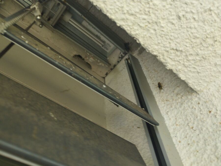  Bienennest entfernen