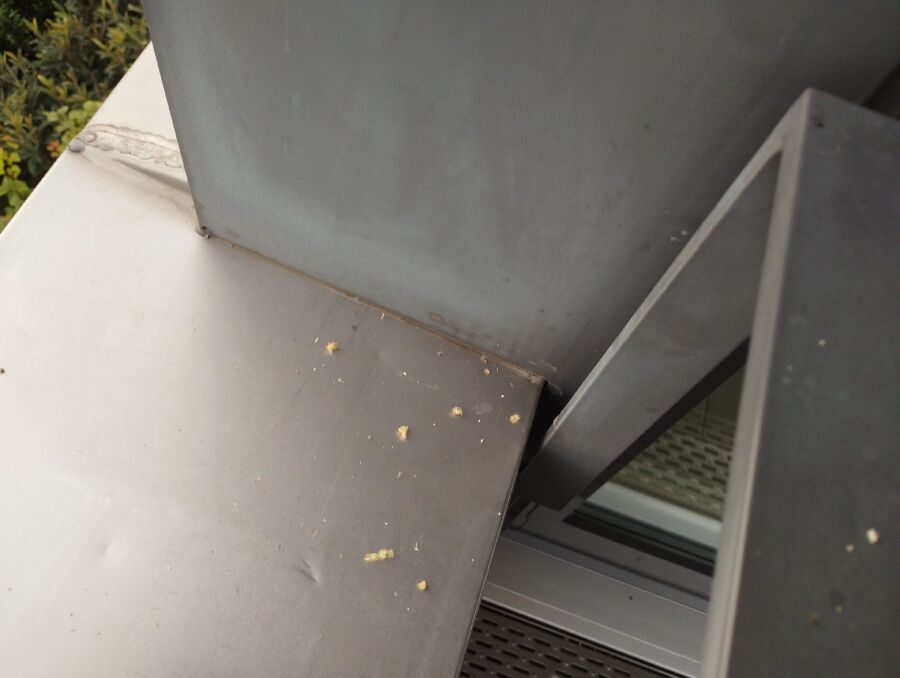  Bienennest entfernen