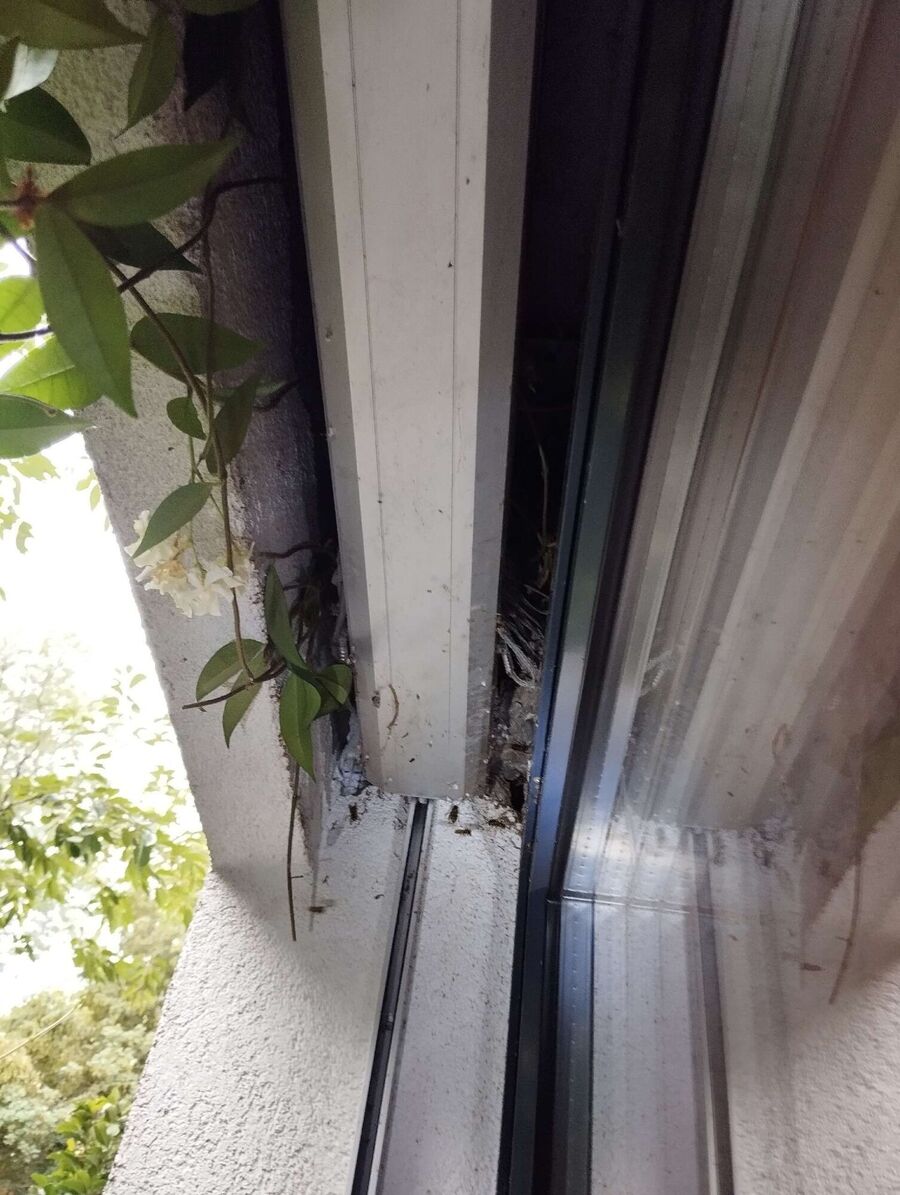  Bienennest entfernen