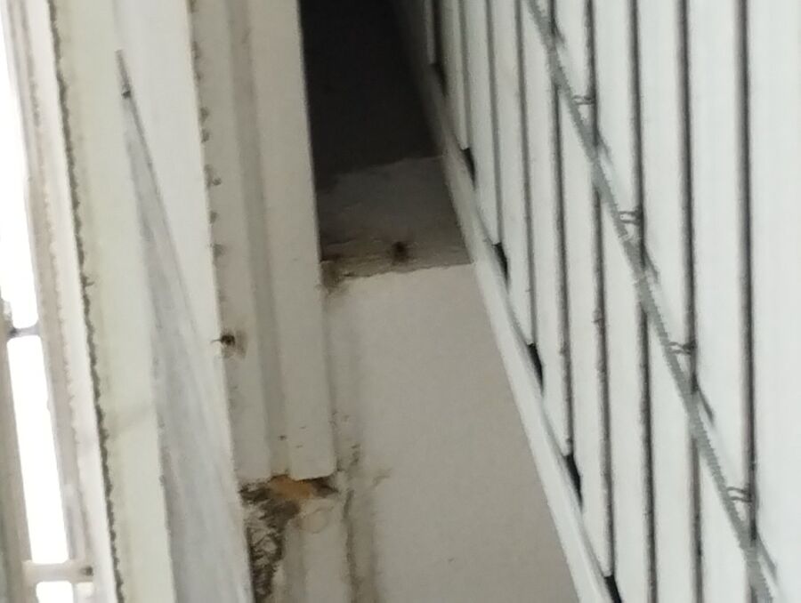 Bienen umsiedeln &  Bienennest entfernen 