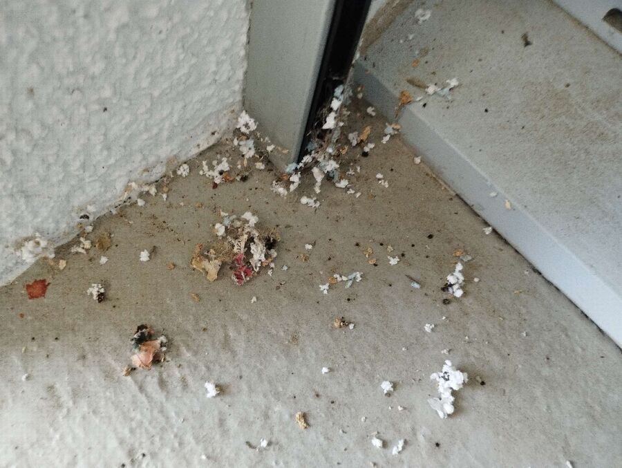 Bienen umsiedeln &  Bienennest entfernen 