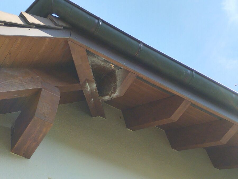 bienennest-am-haus-entfernen.jpg