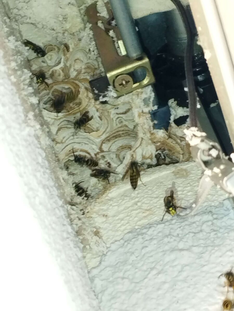  Bienennest entfernen