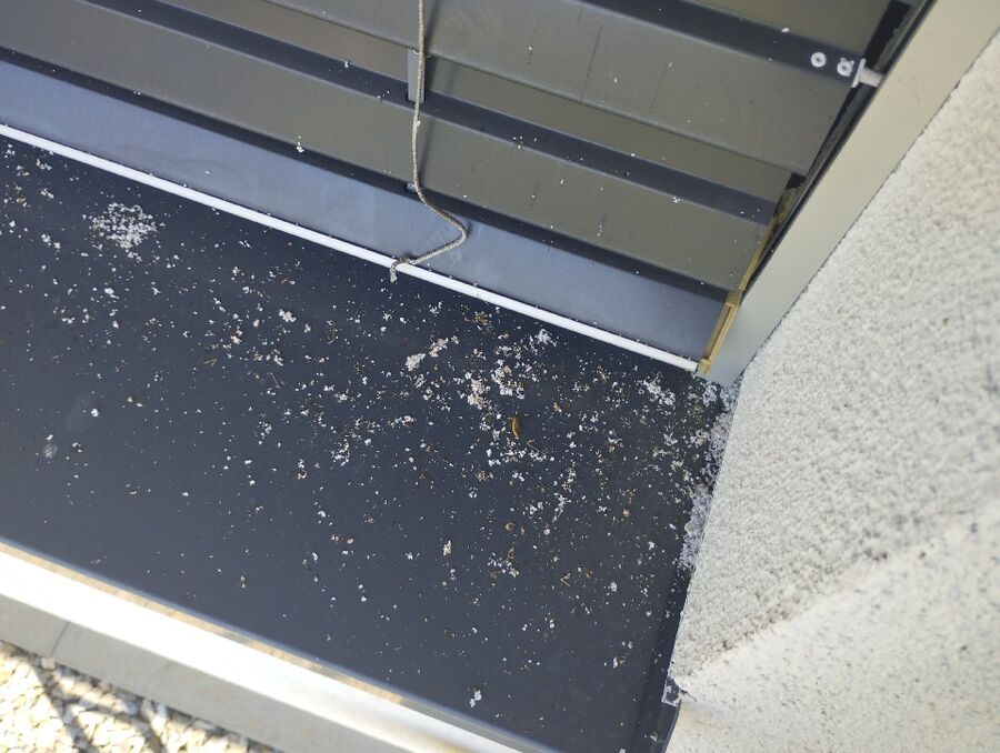  Bienennest entfernen.jpeg