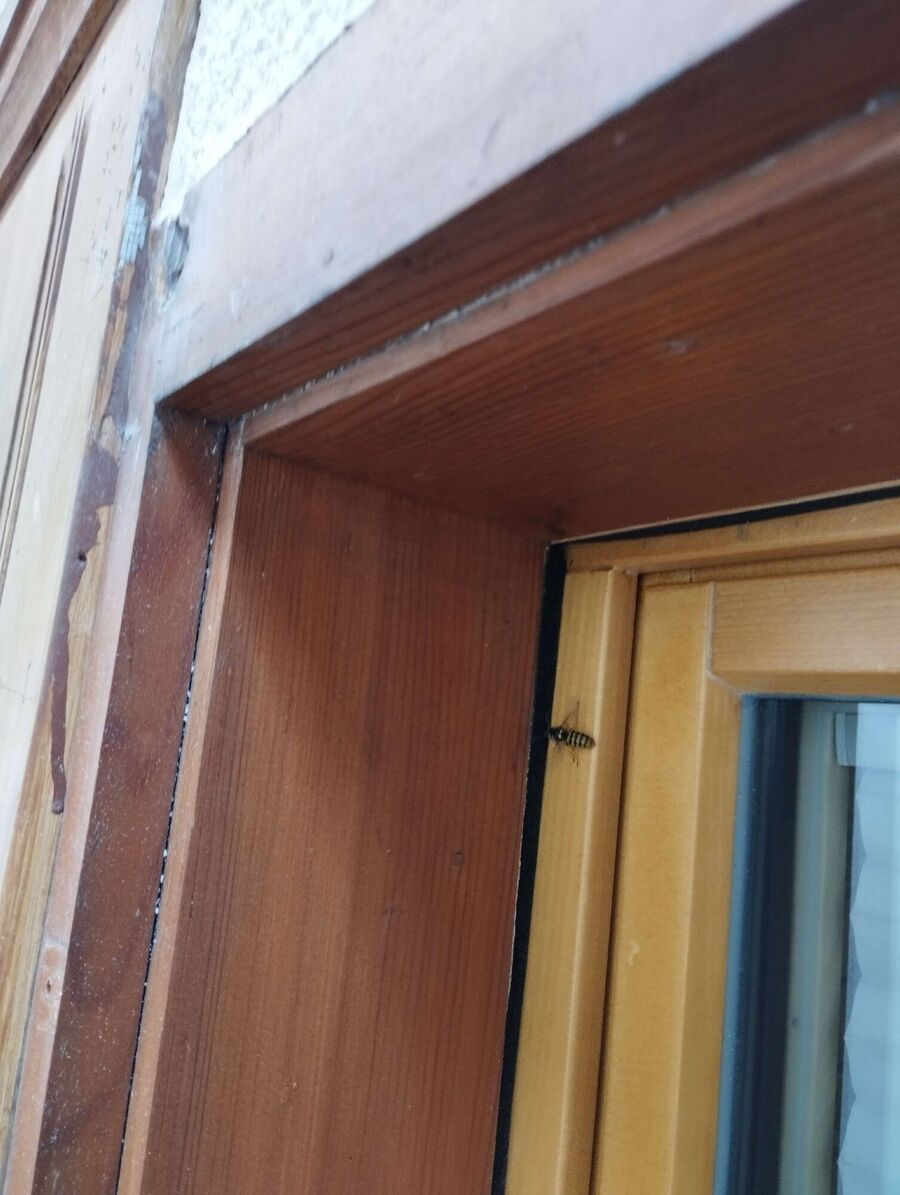  Bienennest entfernen