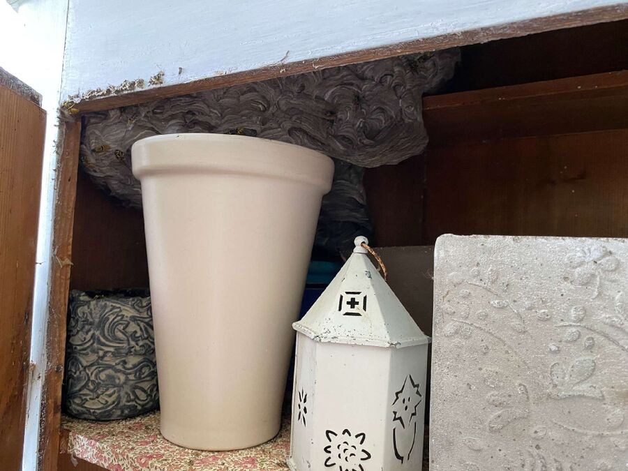 Bienen umsiedeln &  Bienennest entfernen 