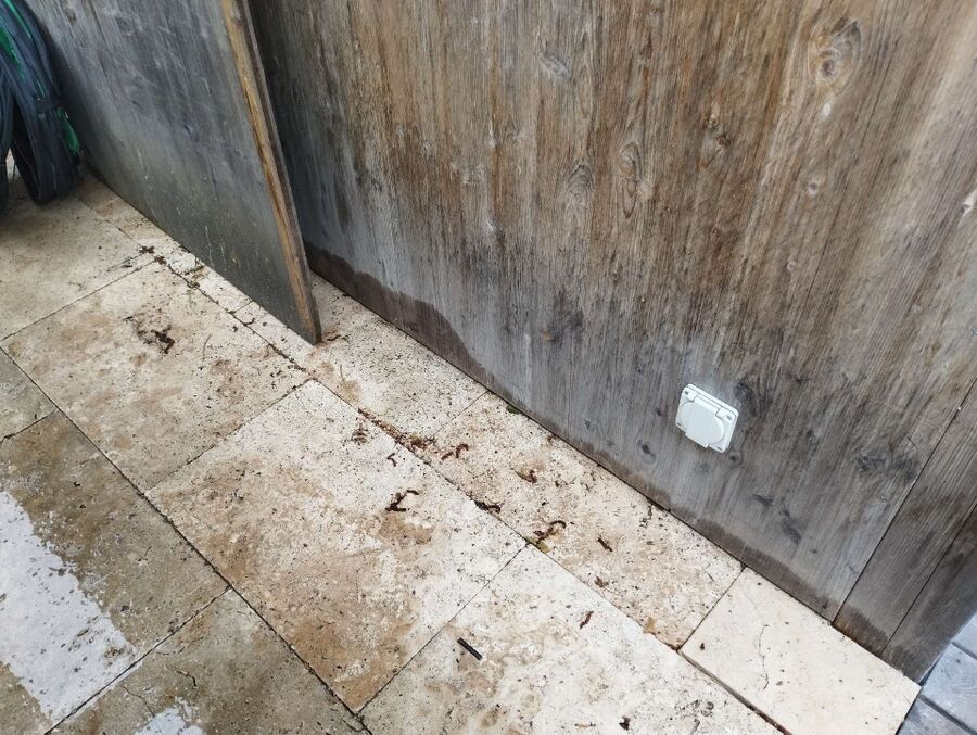  Bienennest entfernen.jpeg