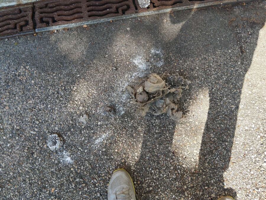 Bienen umsiedeln &  Bienennest entfernen 