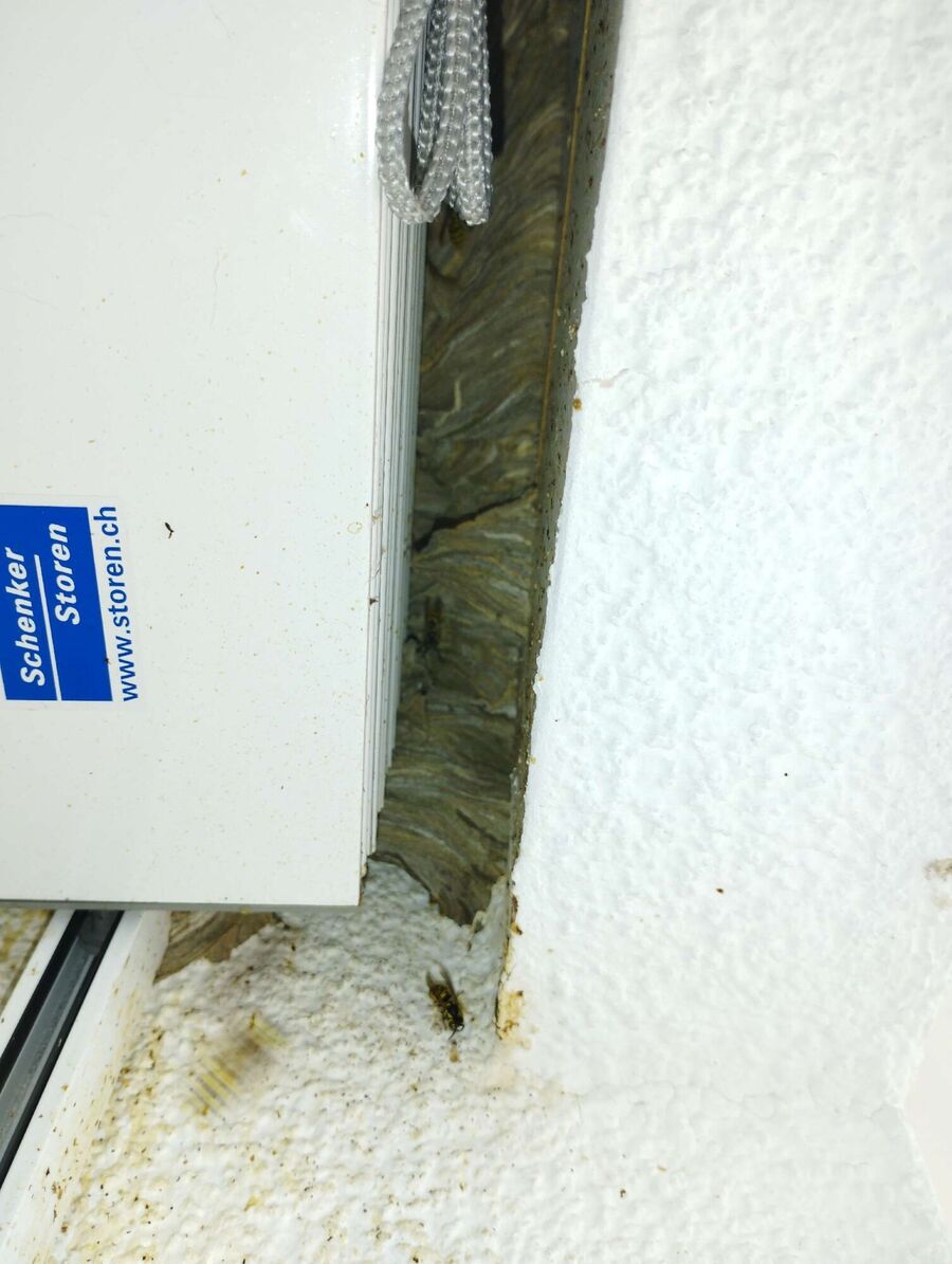 Bienen umsiedeln &  Bienennest entfernen 