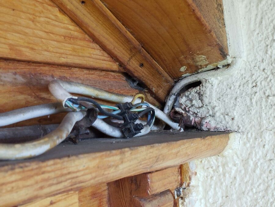 Bienen umsiedeln &  Bienennest entfernen 