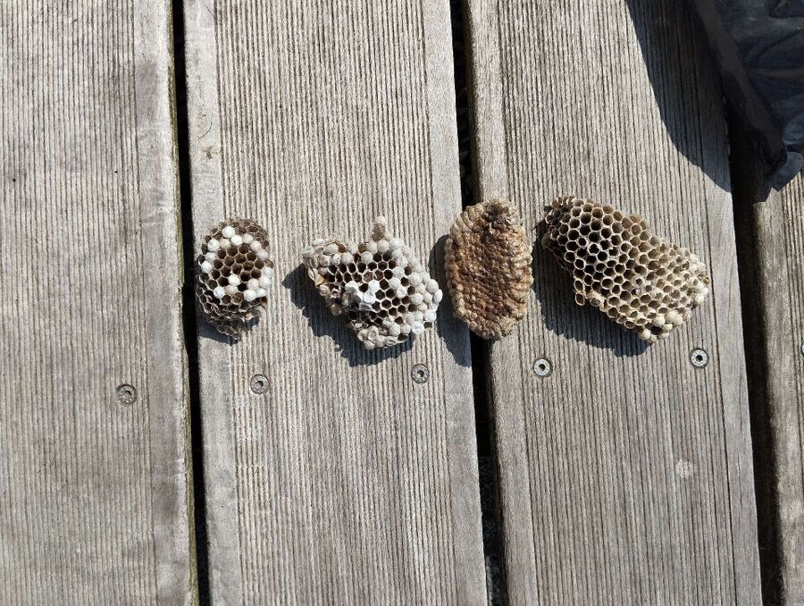 Bienen umsiedeln &  Bienennest entfernen 