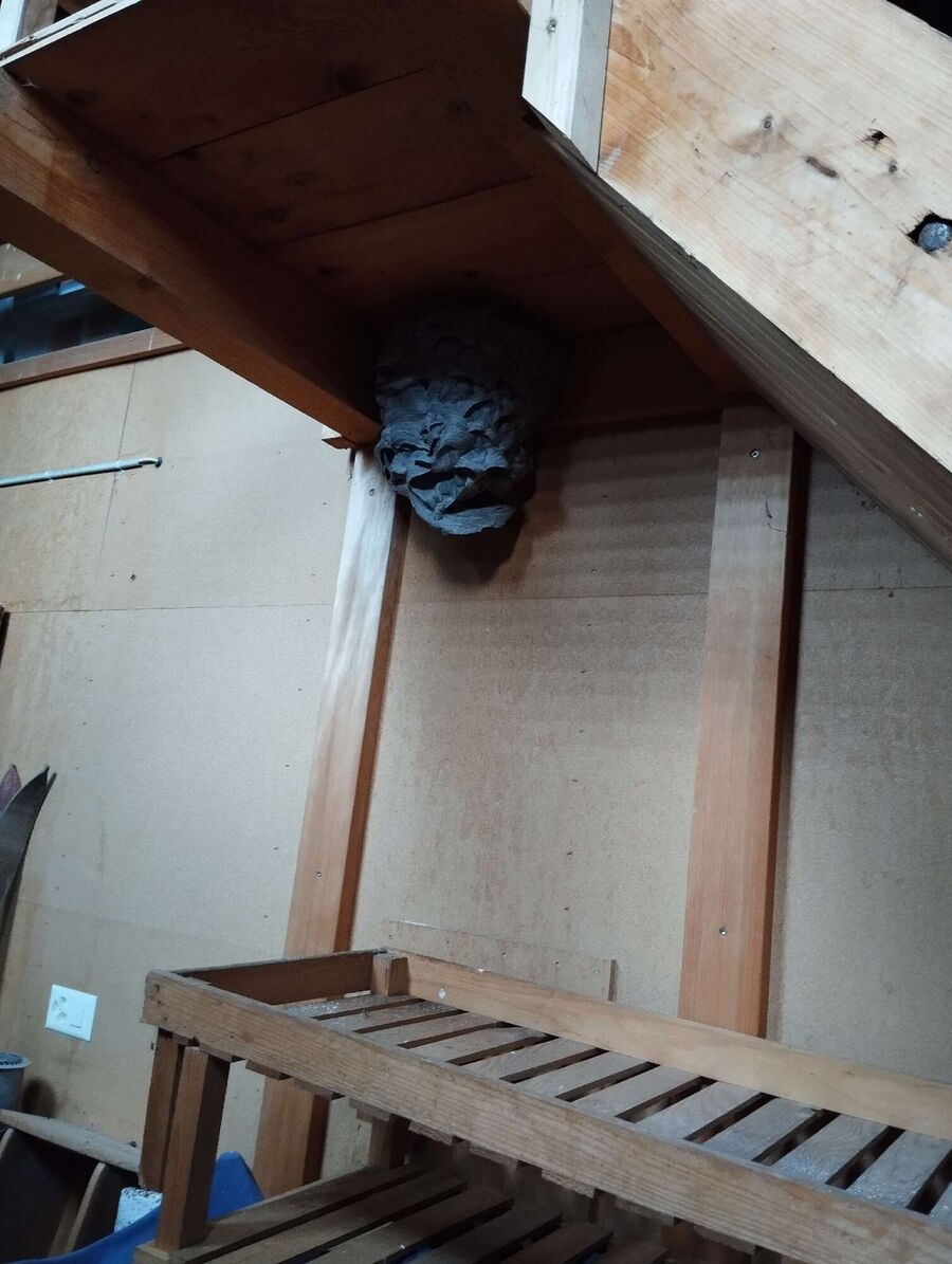  Bienennest entfernen