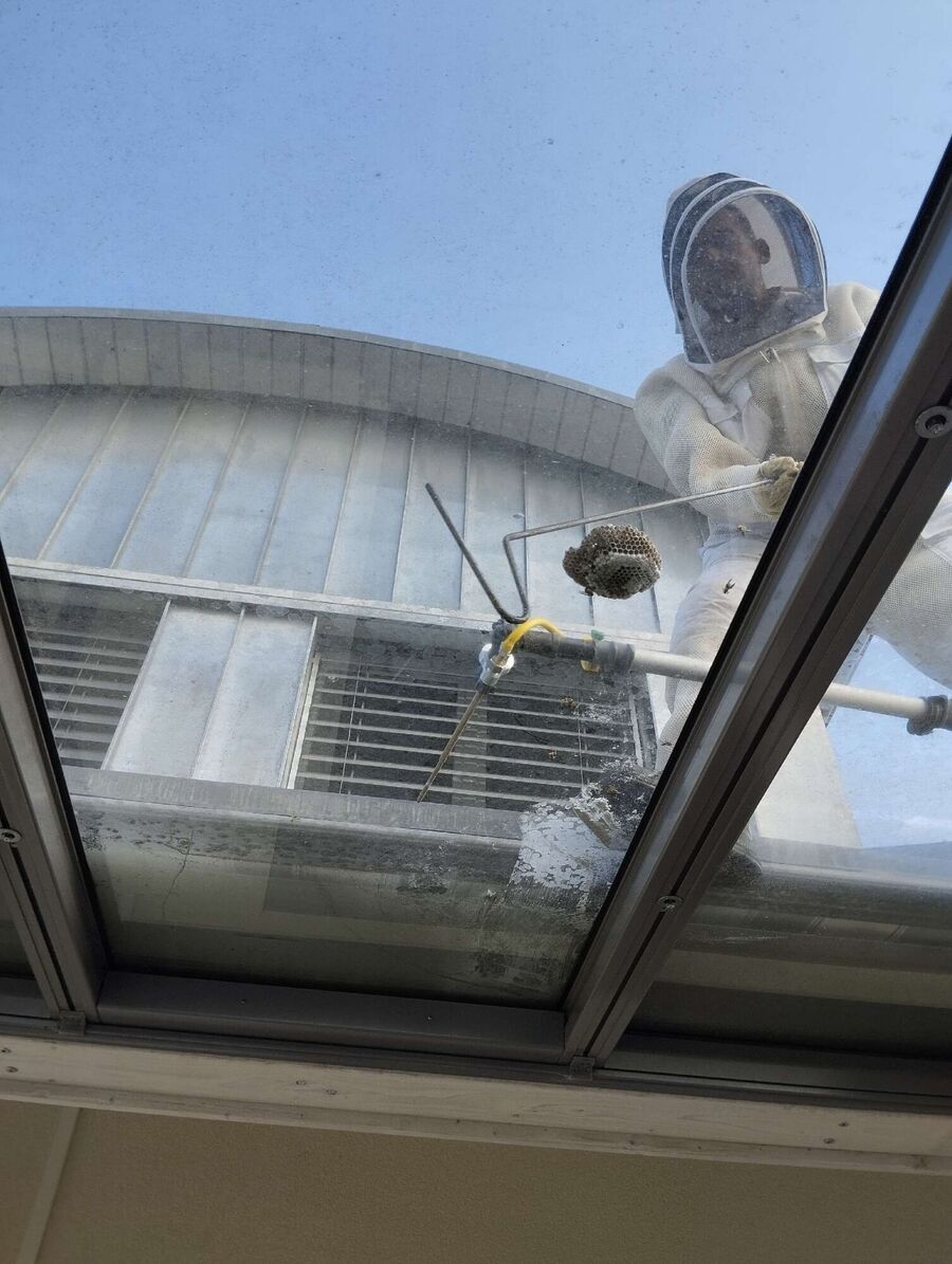 Bienen umsiedeln &  Bienennest entfernen 