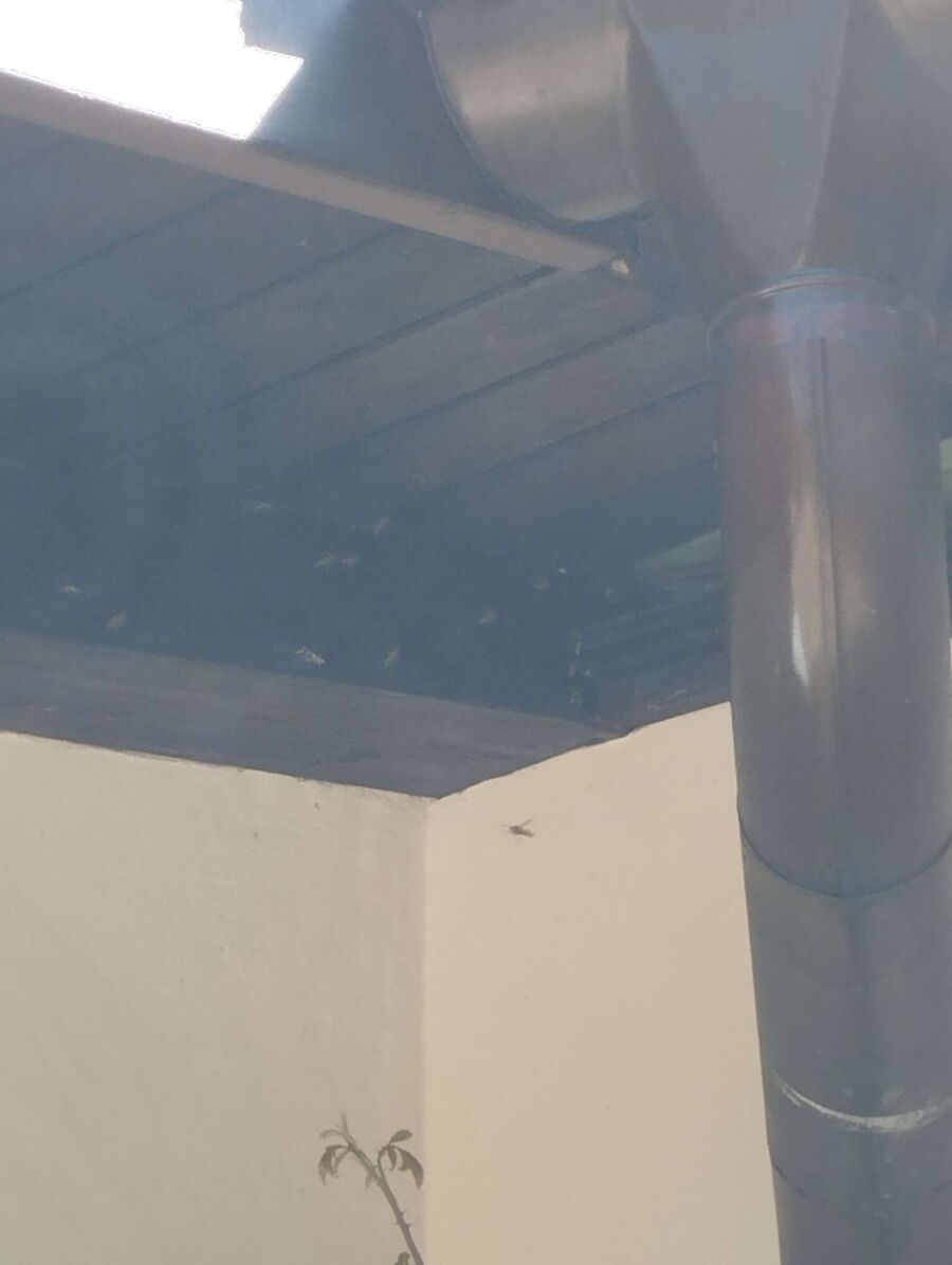 Bienen umsiedeln &  Bienennest entfernen 