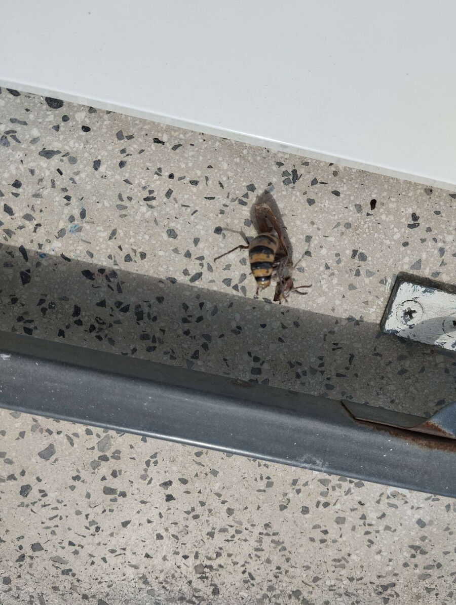 Bienen umsiedeln &  Bienennest entfernen 