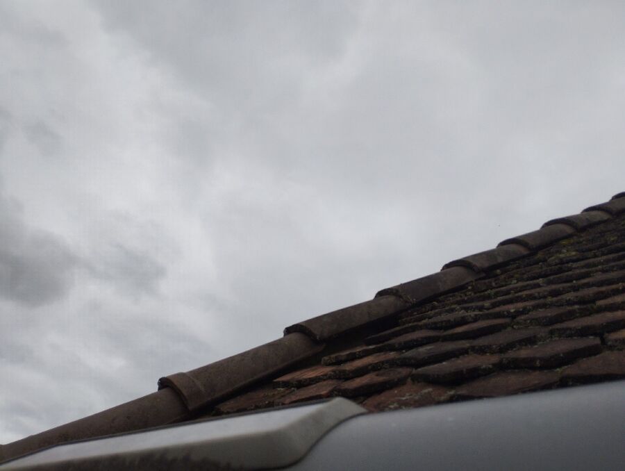  Bienennest entfernen.jpeg