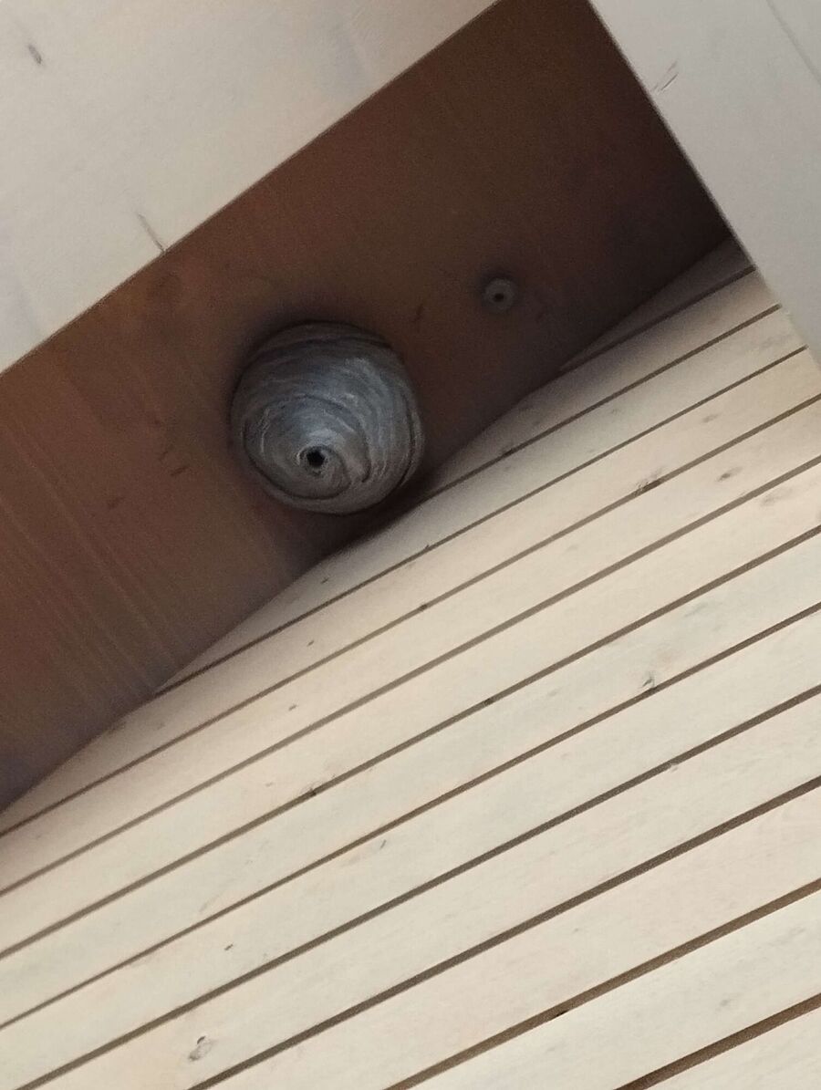 Bienen umsiedeln &  Bienennest entfernen 