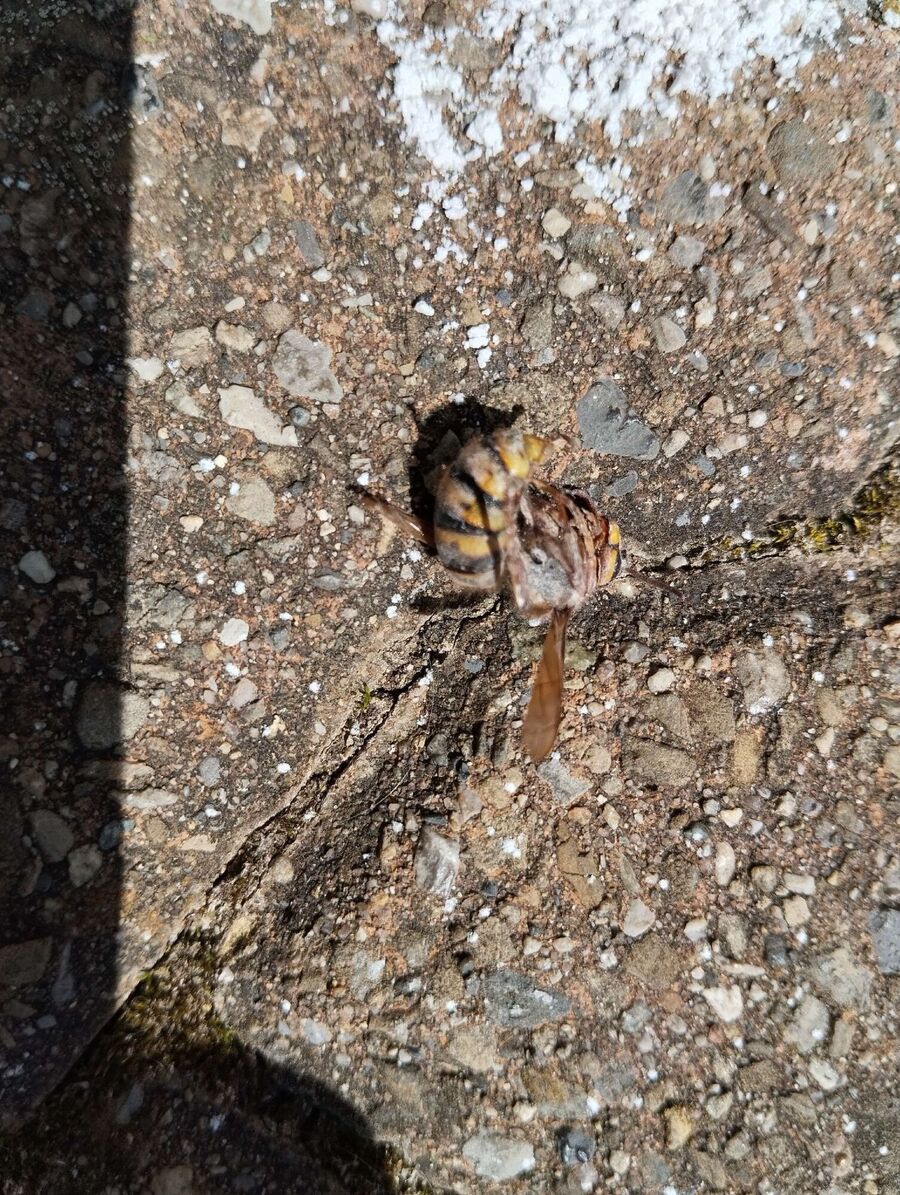  Bienennest entfernen