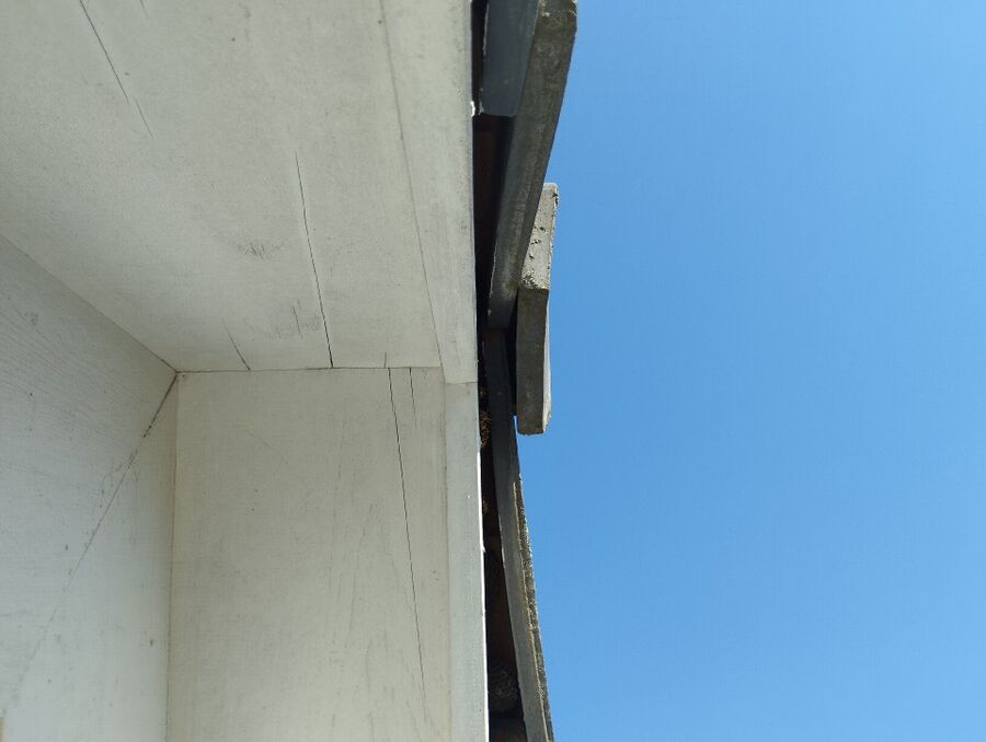  Bienennest entfernen.jpeg