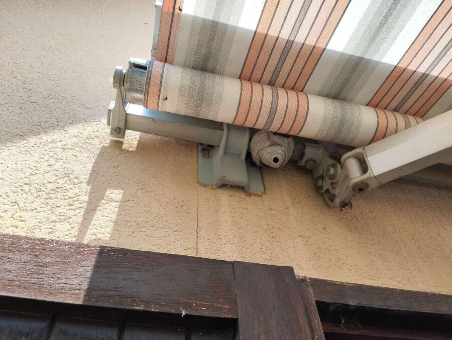  Bienennest entfernen