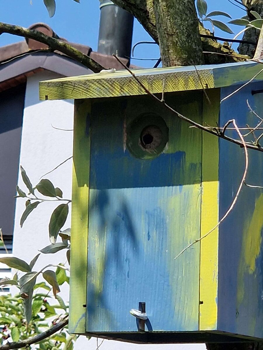 Bienen umsiedeln &  Bienennest entfernen 