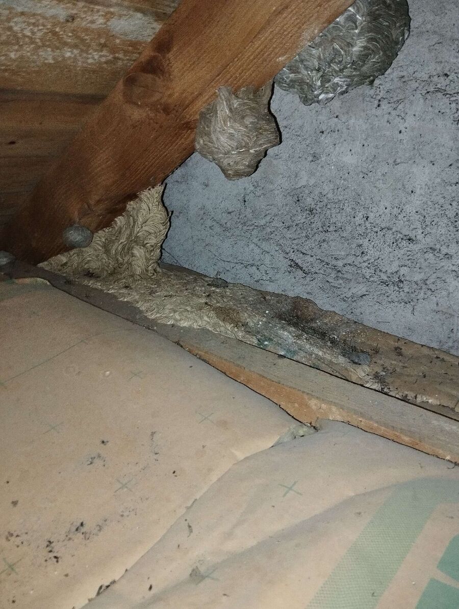  Bienennest entfernen