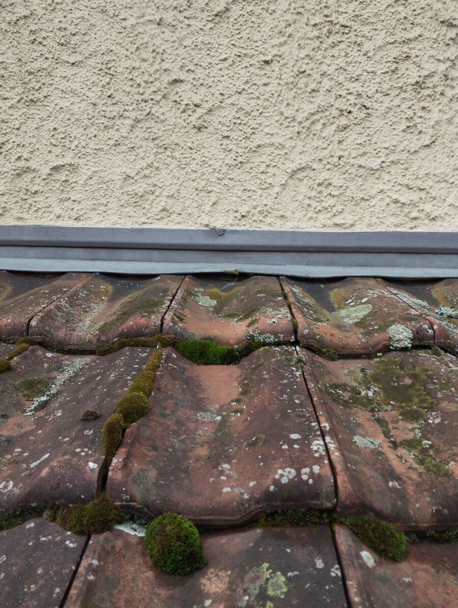 Bienen umsiedeln &  Bienennest entfernen 