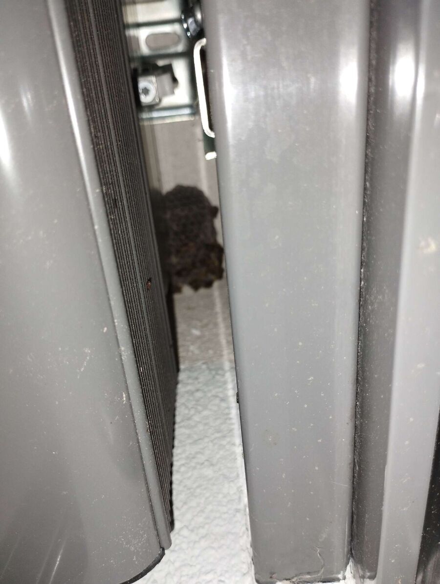  Bienennest entfernen.jpeg