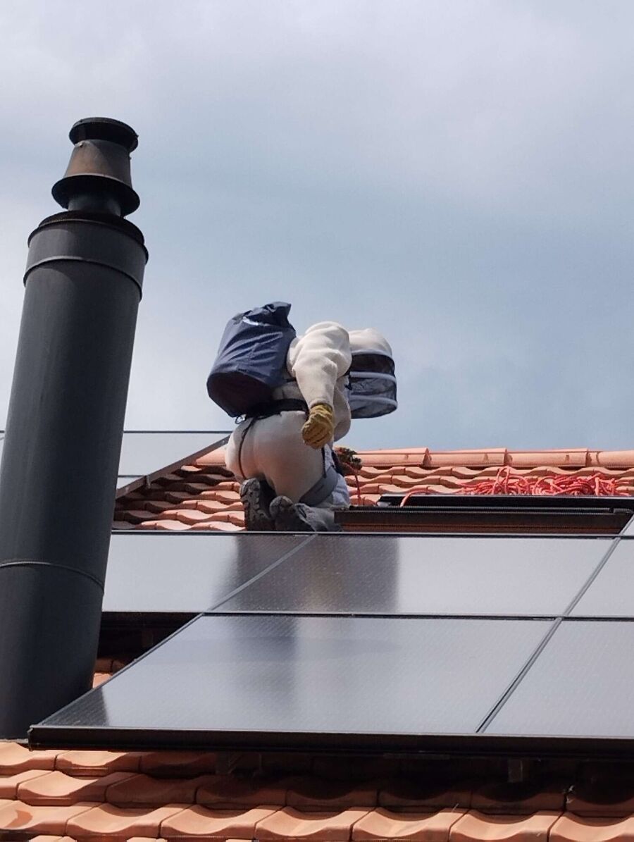 Bienen umsiedeln &  Bienennest entfernen 