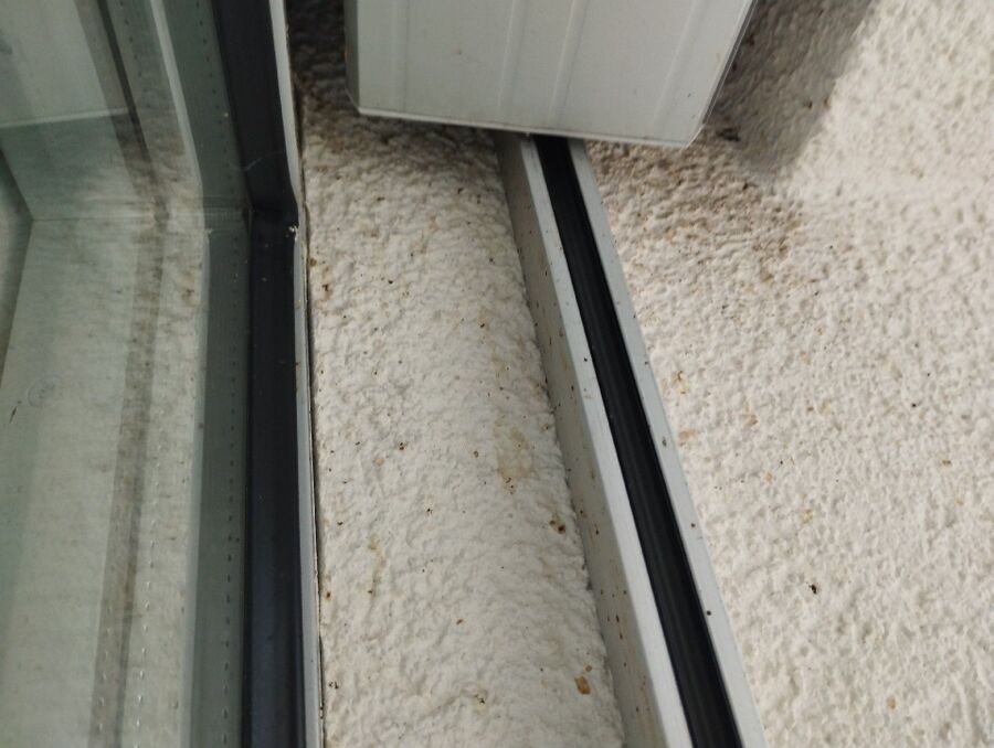  Bienennest entfernen.jpeg