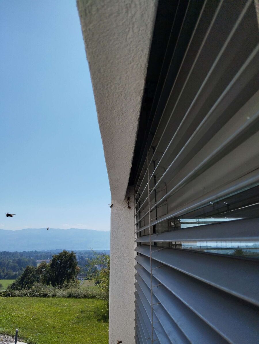  Bienennest entfernen