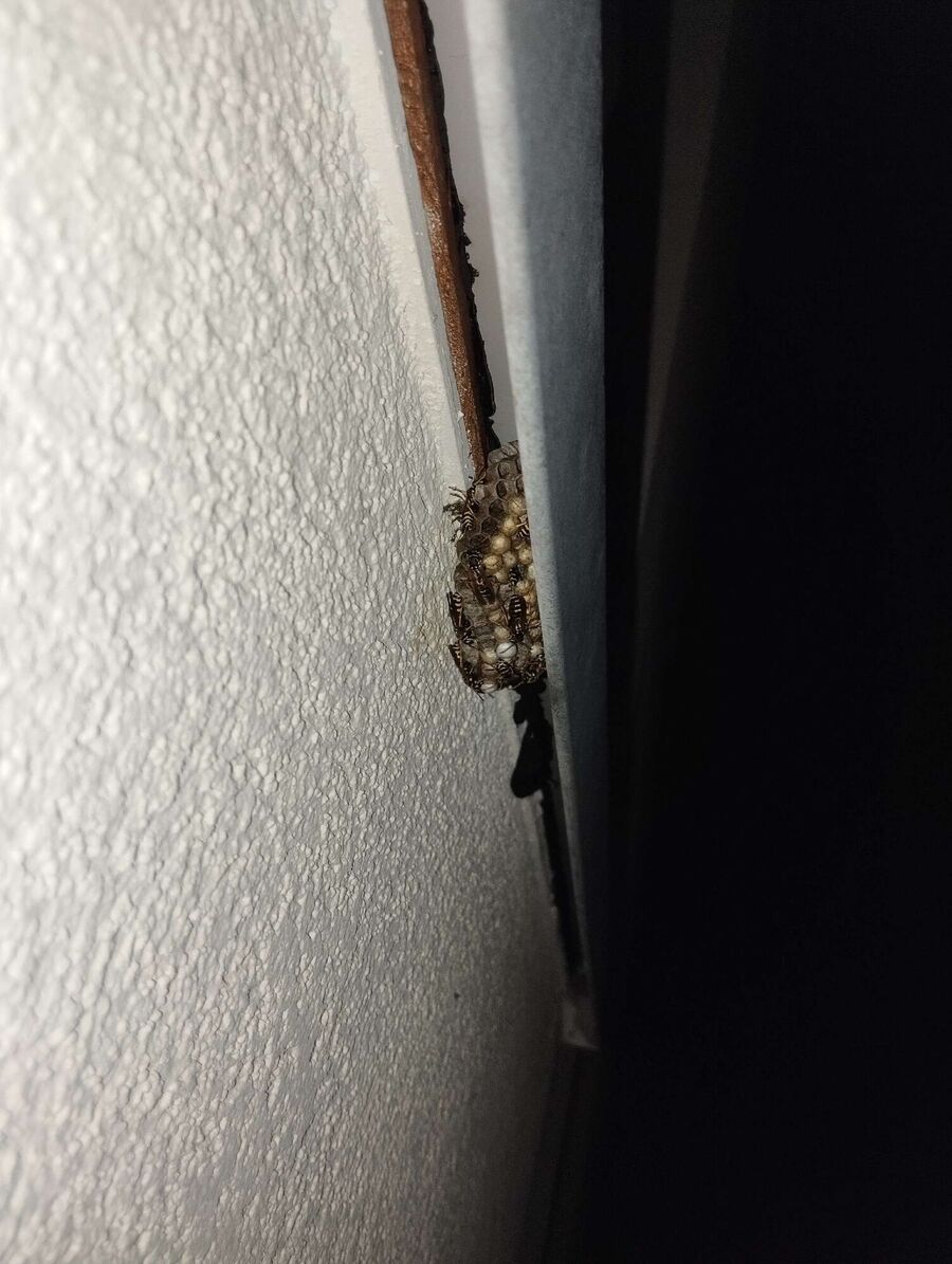 Bienen umsiedeln &  Bienennest entfernen 