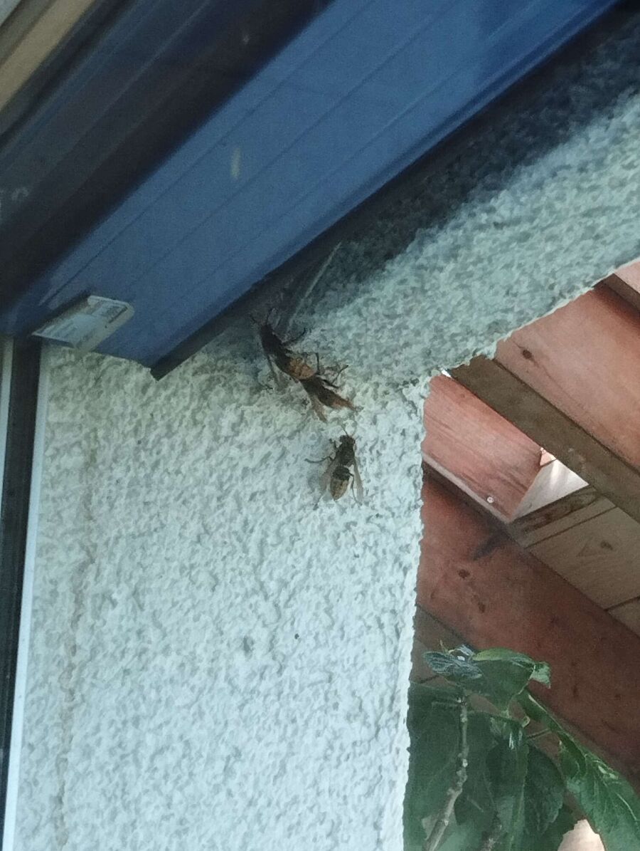  Bienennest entfernen.jpeg