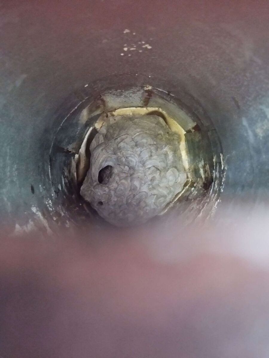 Bienen umsiedeln &  Bienennest entfernen 