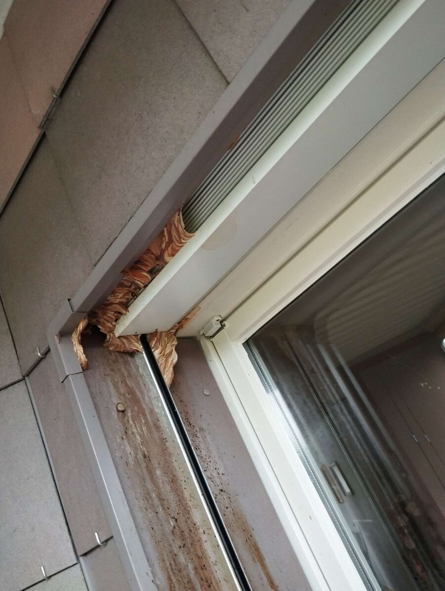 bienennest-am-haus-entfernen.jpg