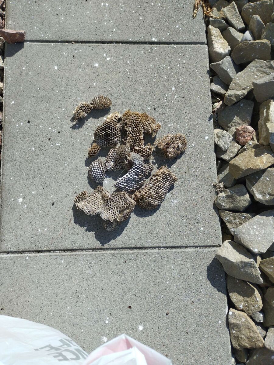  Bienennest entfernen.jpeg