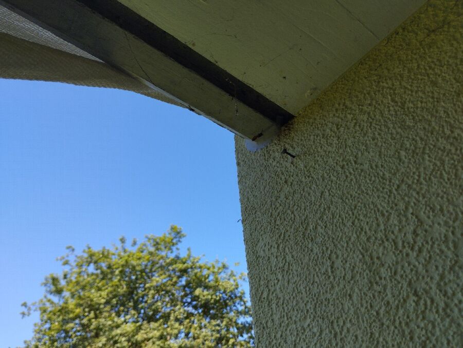 Bienen umsiedeln &  Bienennest entfernen 