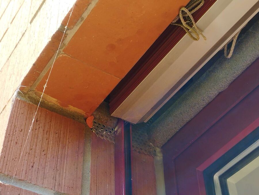 Bienen umsiedeln &  Bienennest entfernen 