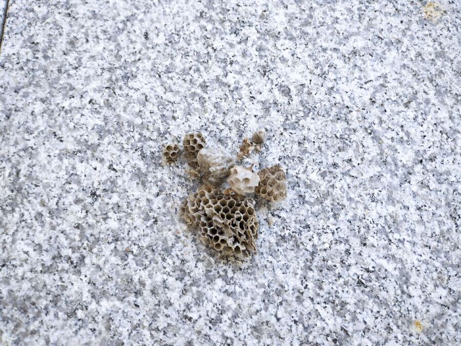  Bienennest entfernen.jpeg