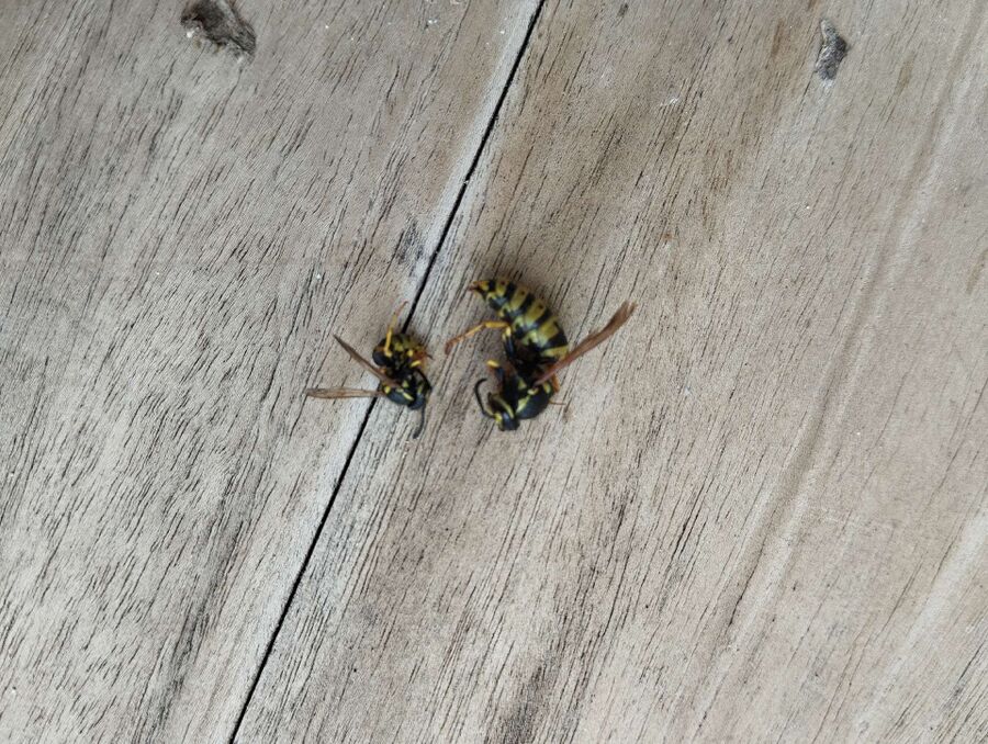 Bienen umsiedeln &  Bienennest entfernen 