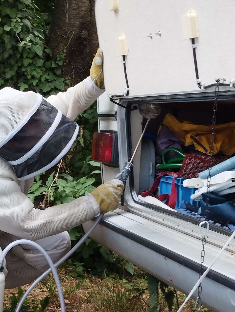 Bienen umsiedeln &  Bienennest entfernen 