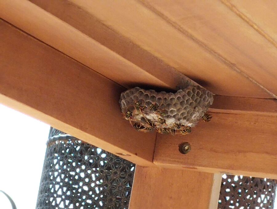  Bienennest entfernen.jpeg