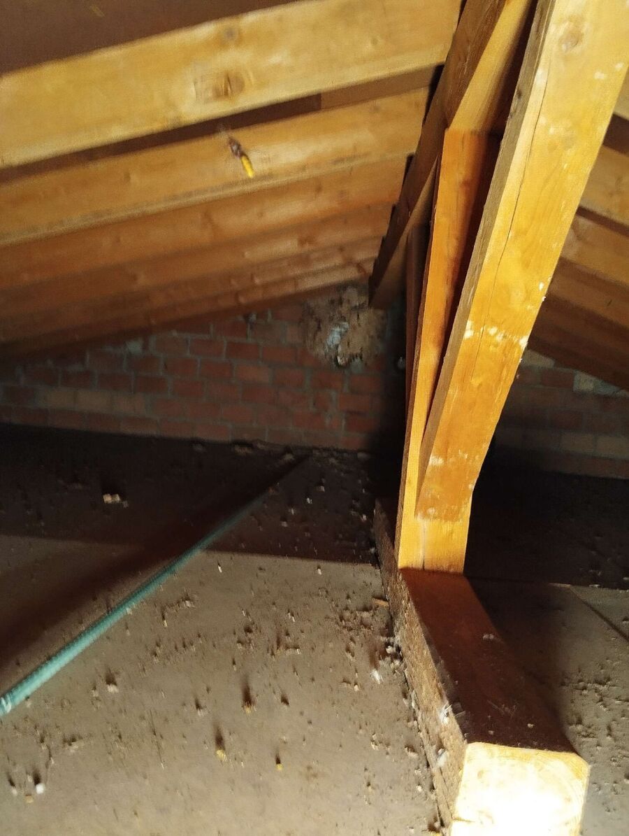 Bienen umsiedeln &  Bienennest entfernen 