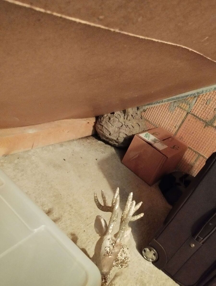  Bienennest entfernen.jpeg