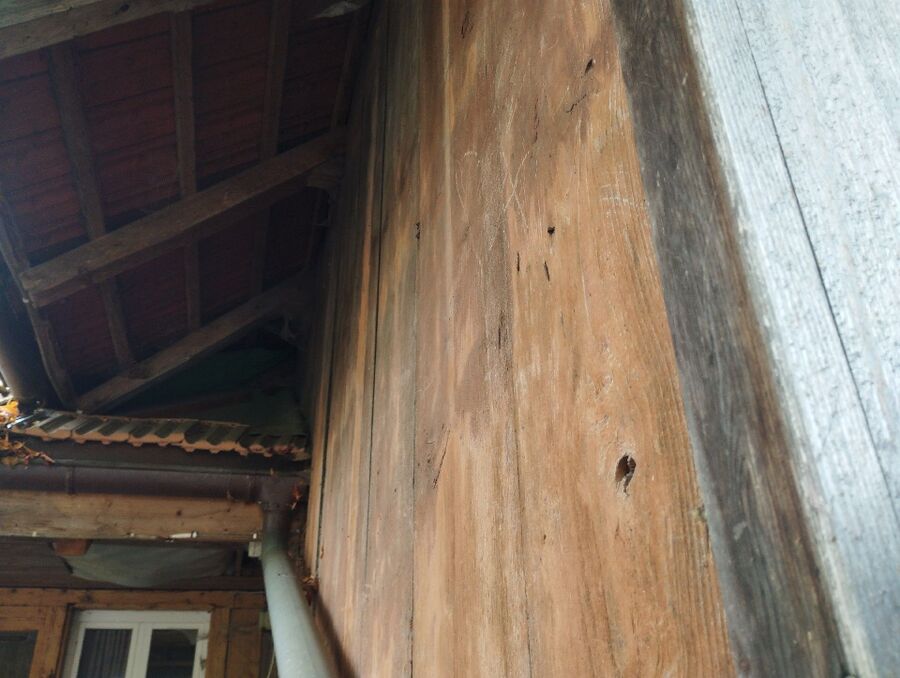 Bienen umsiedeln &  Bienennest entfernen 