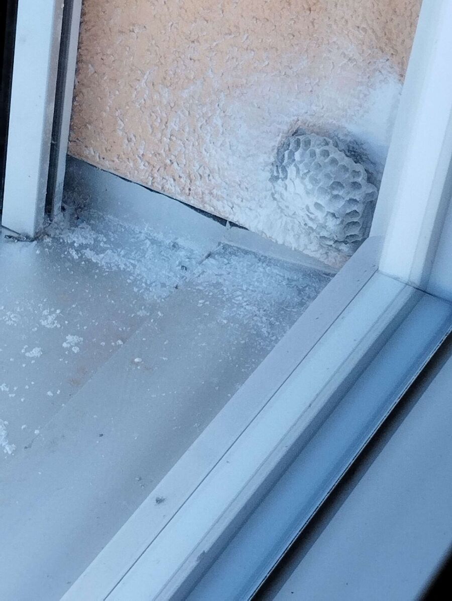  Bienennest entfernen.jpeg