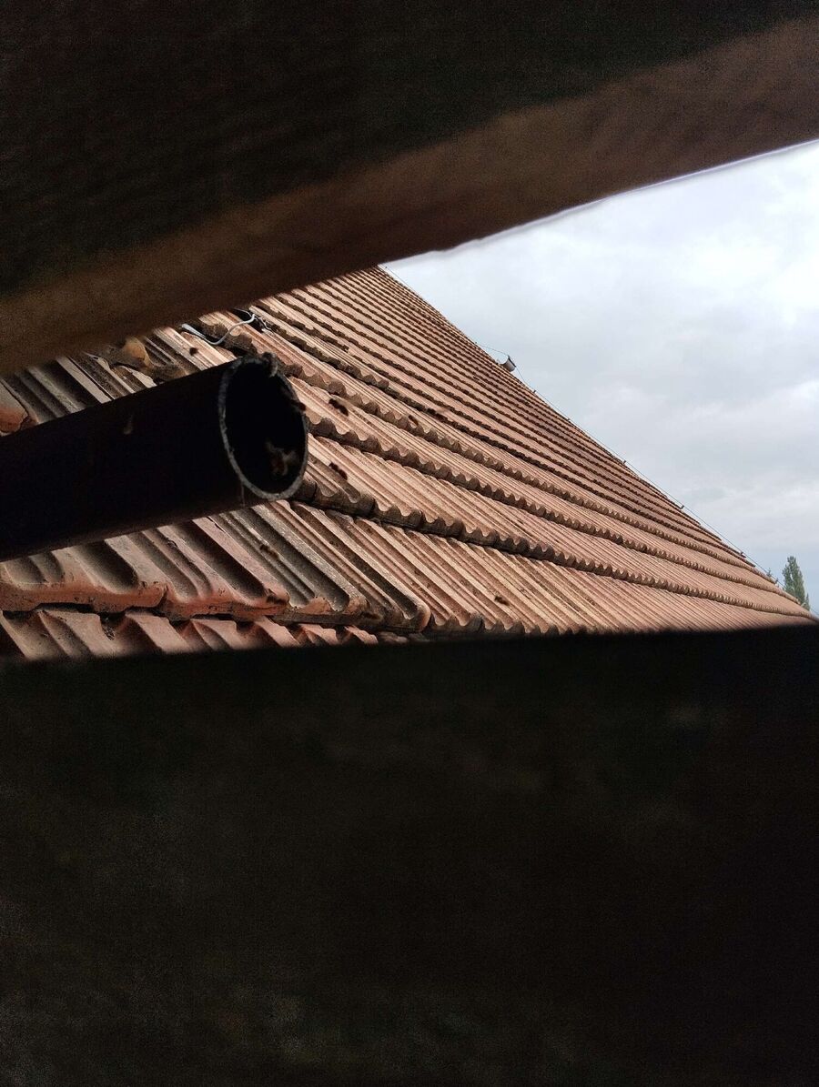  Bienennest entfernen